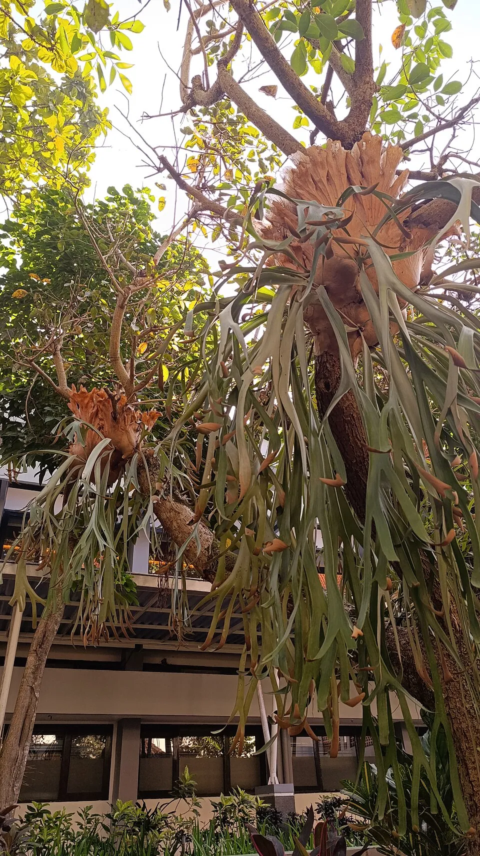 Java Staghorn Fern