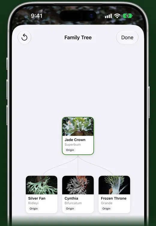 Fern's family tree linking a mother staghorn to its pups