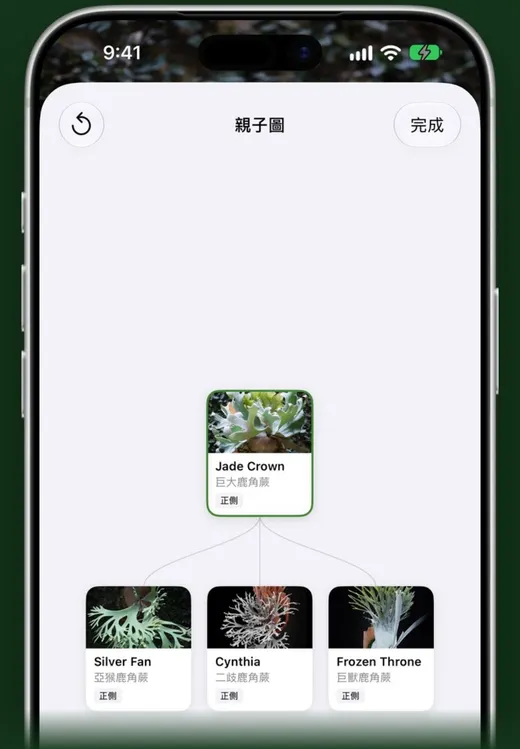 鹿小寶的親子圖：母株與側芽的關係