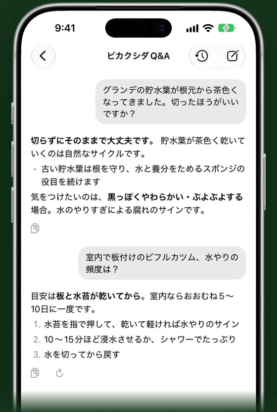 Staghornfern - ビカクシダ（プラティセリウム）育成の決定版