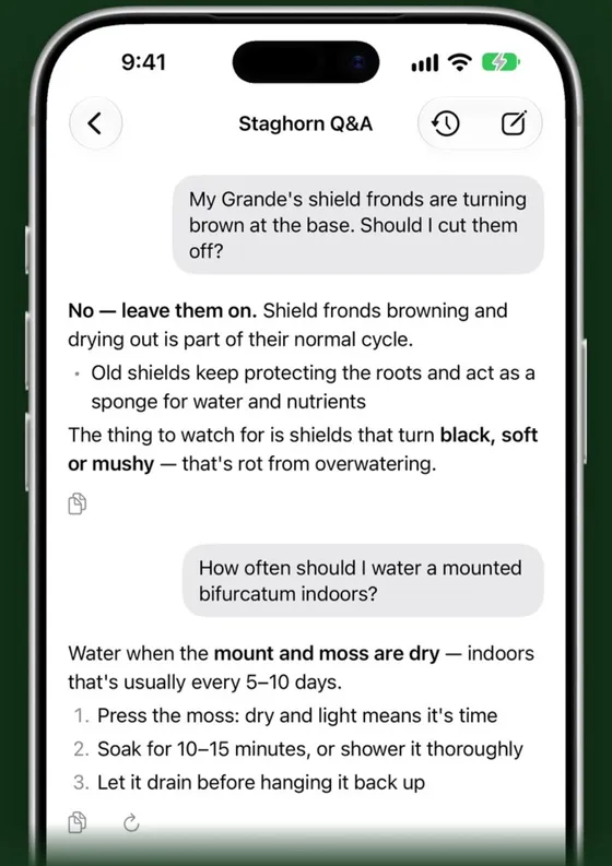 Staghorn Q&A in Fern: asking whether to cut browning shield fronds, and how often to water a mounted bifurcatum indoors