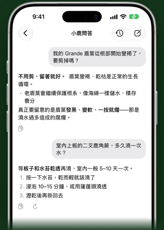 鹿小寶的小鹿問答：詢問變褐的營養葉要不要剪，以及室內上板二叉鹿角蕨多久澆一次水