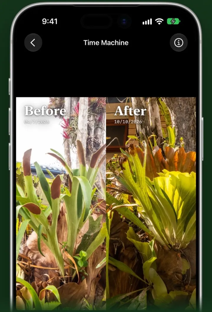 Fern's Time Machine: the same staghorn fern before and after, side by side