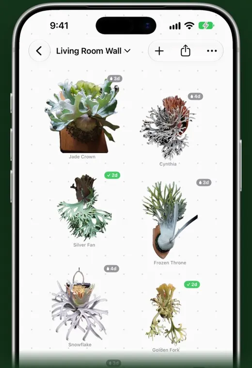 Fern Wall: a staghorn collection laid out the way it hangs