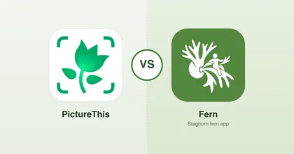 Fern vs PictureThis: The Best App for Staghorn Fern Owners