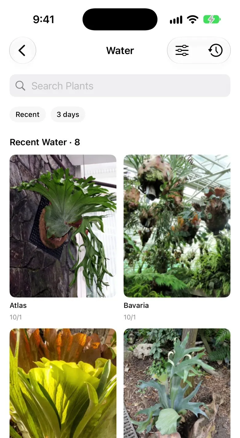Fern's watering list: every mounted fern with the date it was last watered