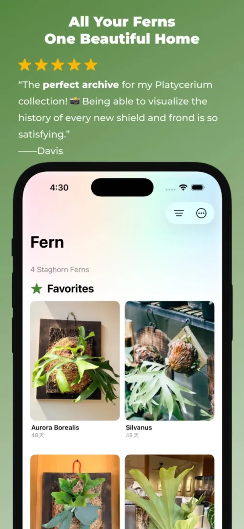 All your ferns in one beautiful home view