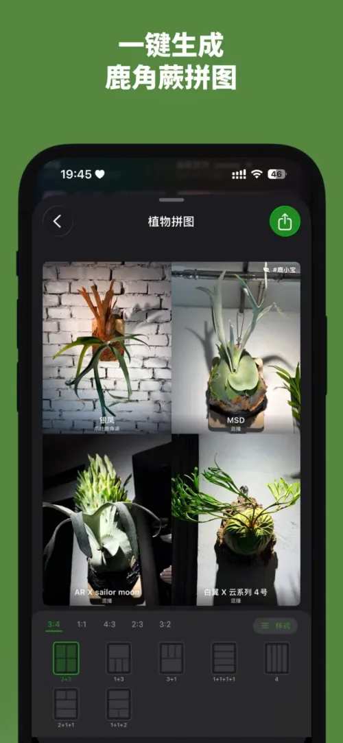 一鍵生成鹿角蕨拼圖