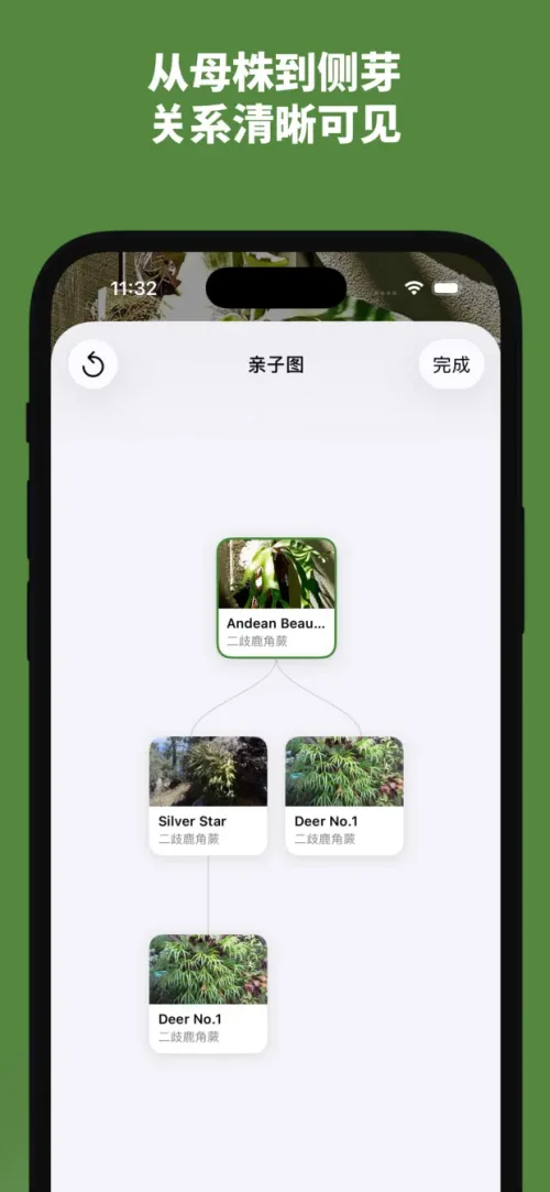 從母株到側芽，親子關係清晰可見
